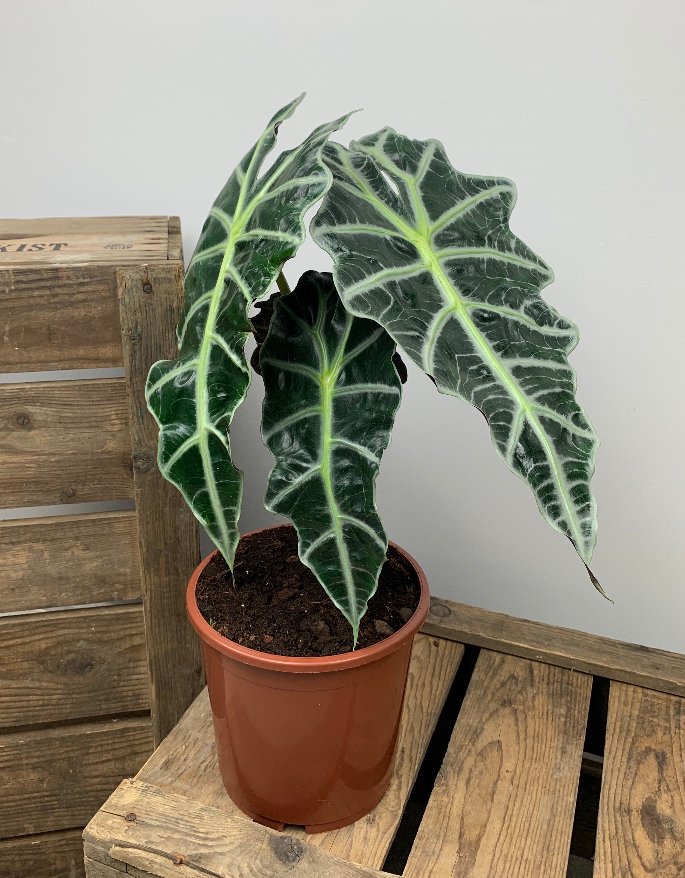 Alocasia Polly