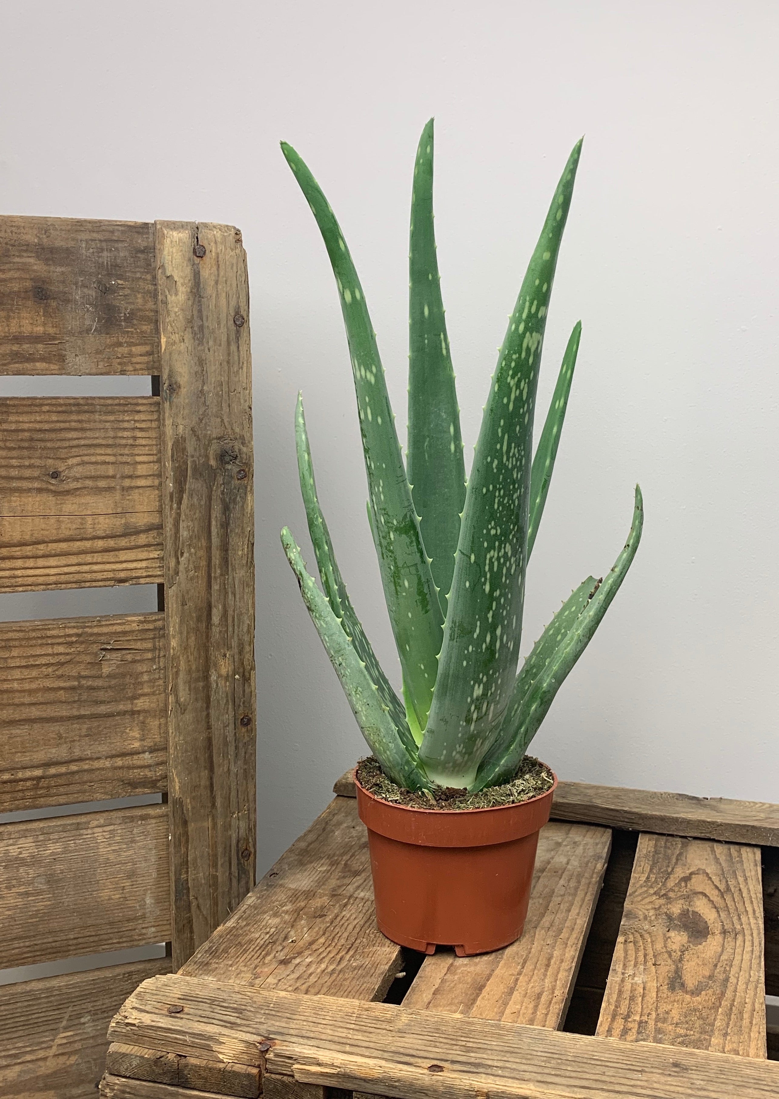Aloe Vera