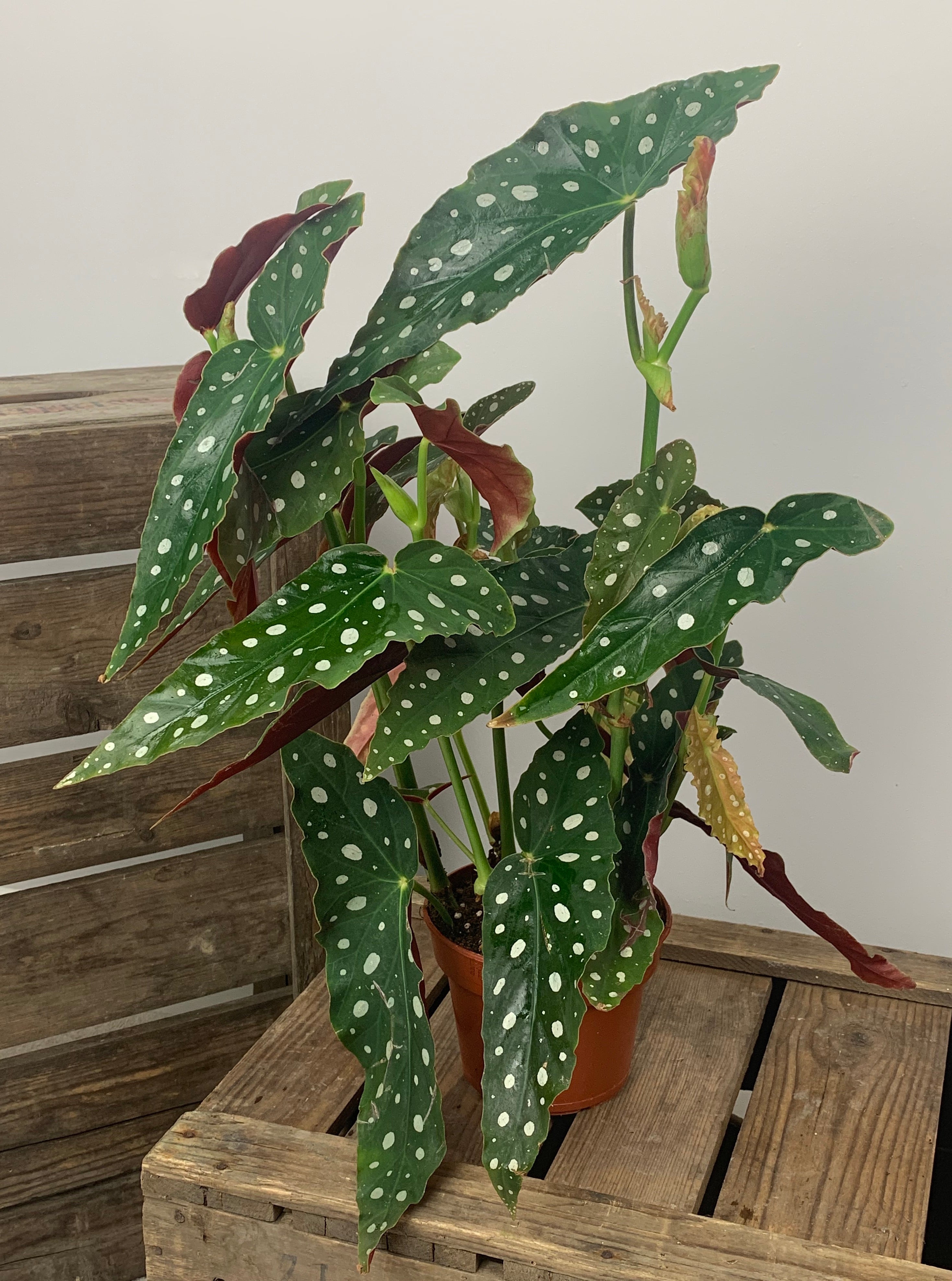 Begonia Maculata Wightii(Polka Dot)