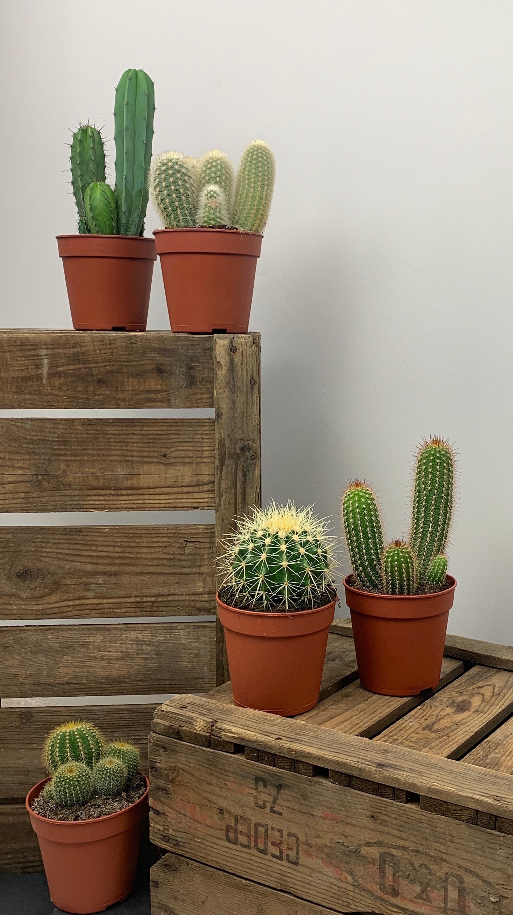 Cacti