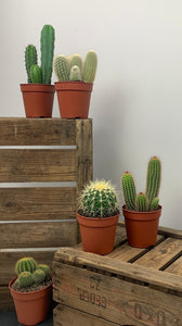 Cacti