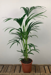 Howea Forsteriana