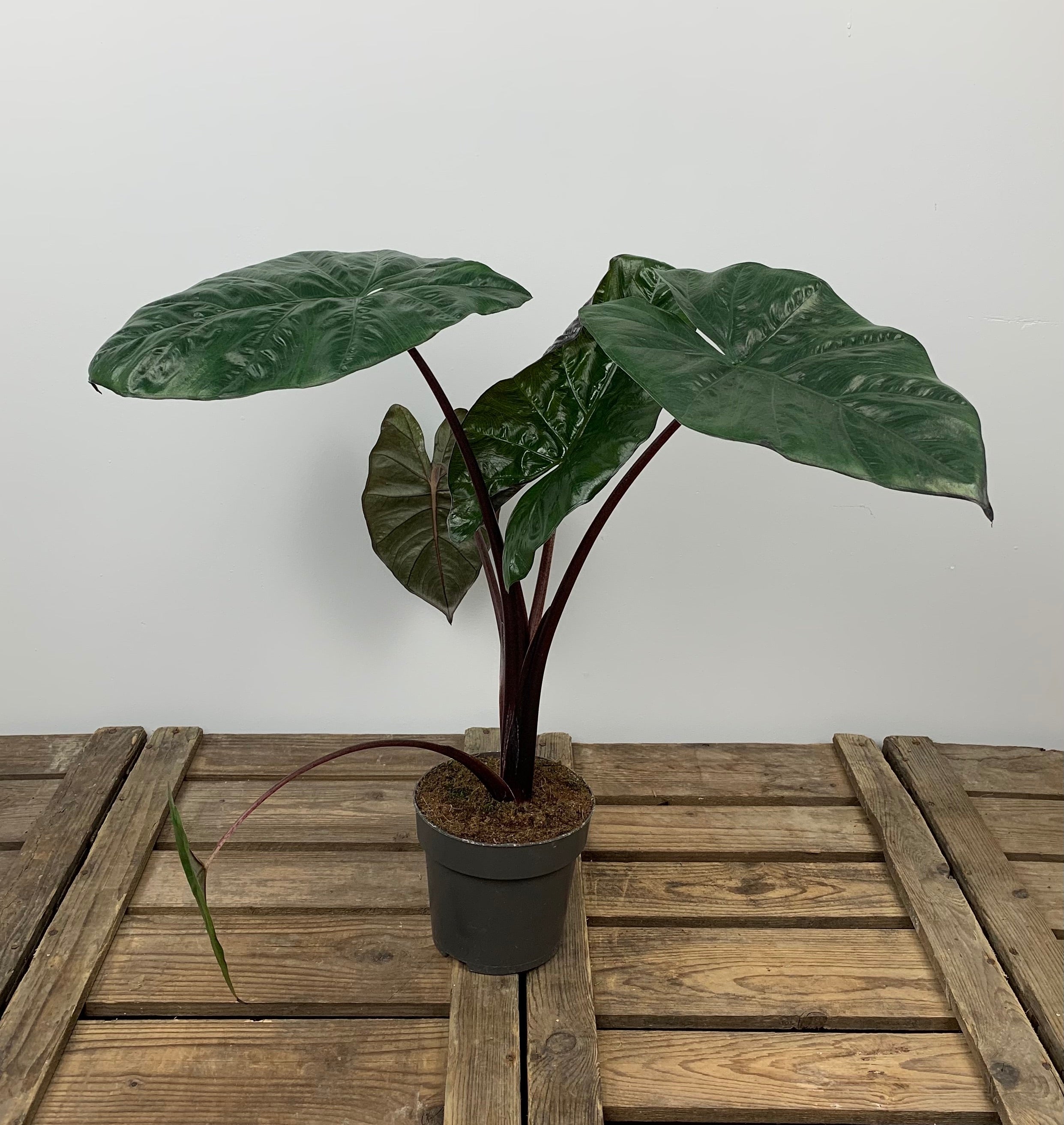 Alocasia Yucatan Princess (Elephant Ear)
