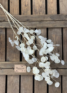 Dried Lunaria Bleached