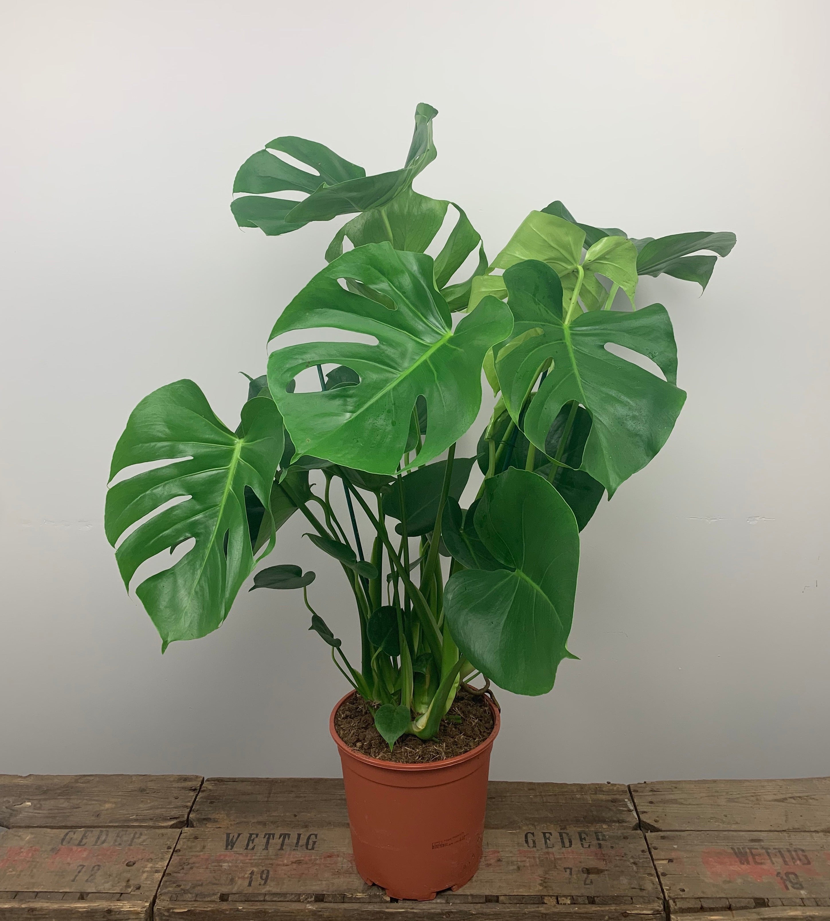 Monstera Pertusum(Swiss Cheese Plant)
