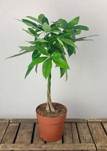 Pachiera Aquatica