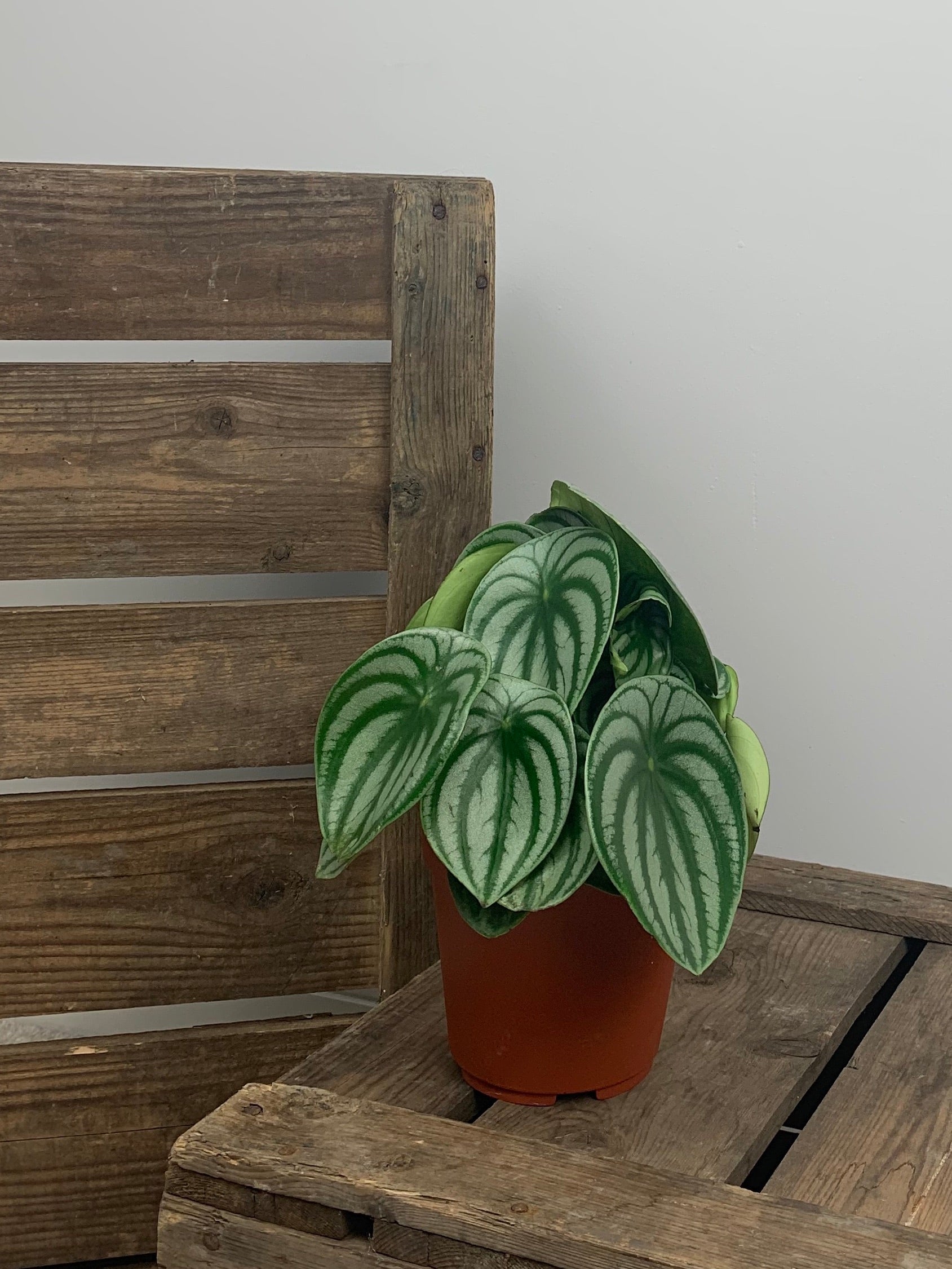 Peperomia Argyreia (Watermelon)