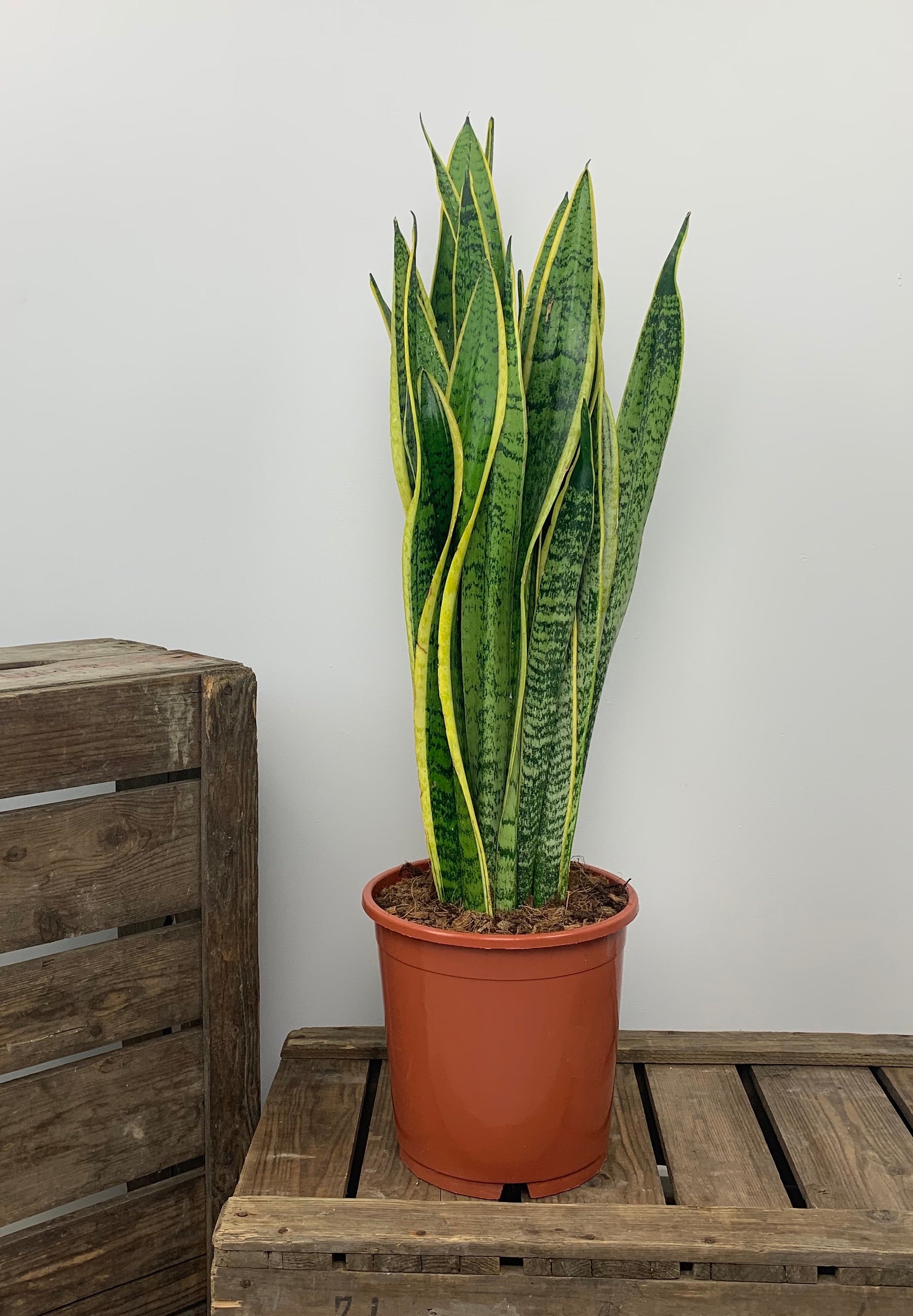 Sanseveria Laurentii(Mother in Laws Tongue)