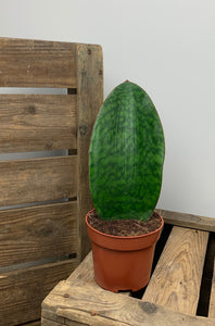 Sanseveria Shark Fin