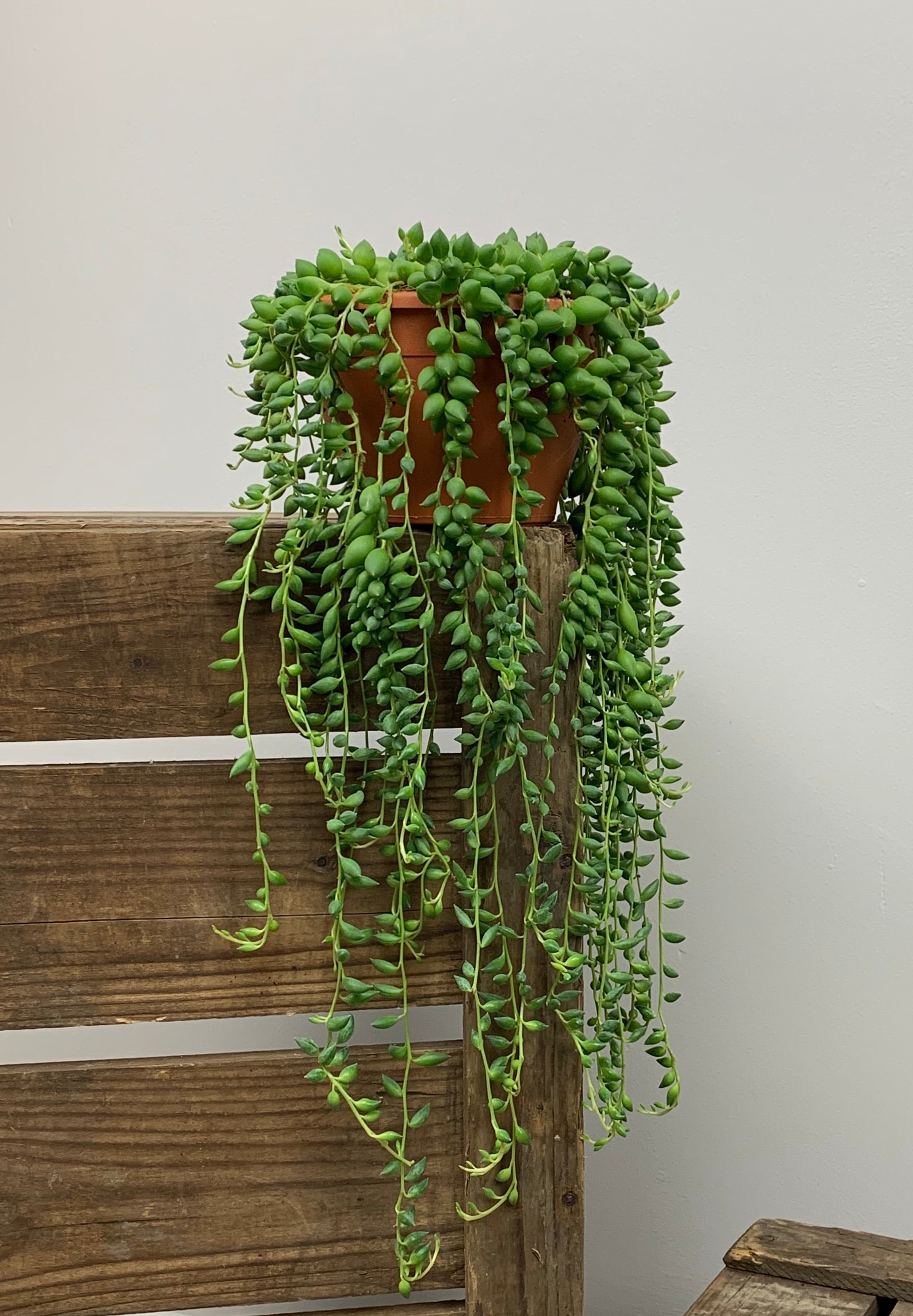 Senecio String of Pearls