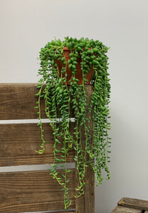 Senecio String of Pearls