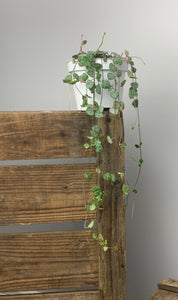 String of hearts Ceropegia Woodii