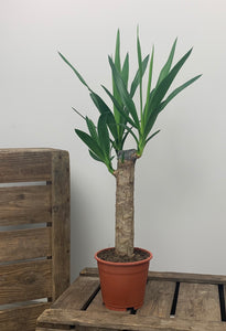 Yucca